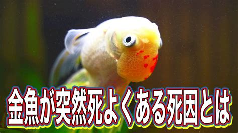 金魚 死